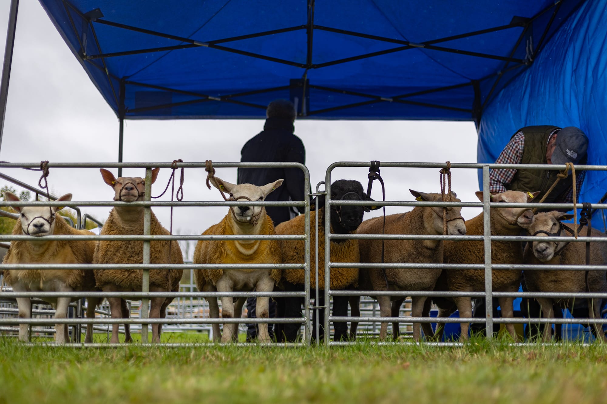 Strokestown Show gallery photo 9